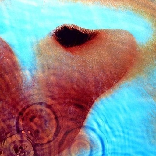 [0190295997076] Pink Floyd - Meddle